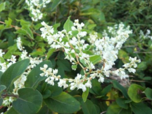 ľ������Щ��Ч������