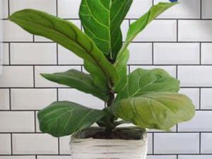 ���Ѫ�ܵ�ʳ������Щ 8�����Ѫ��ʳ�����