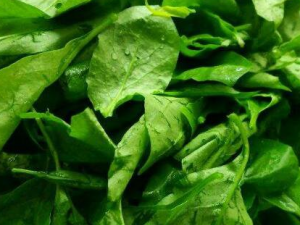 ���Ҷ�Ĺ�Ч������ ���Ҷ����߸���ⶾ����