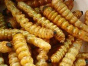 ���׳�Ĺ�Ч������ ���׳�ĸ�����