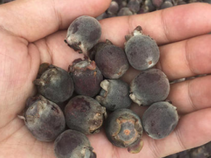 �����ݾƵĹ�Ч������ �����ݾƿ��Դٽ�����