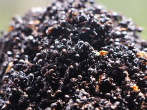 �������ݾƵķ��� �������ݾ�����Щ��Ч