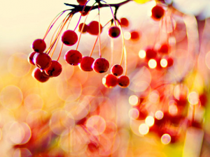 �ٲ�˪�Ĺ�Ч���� �ٲ�˪��ֹѪ����