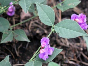 ��ͷ������ЩӪ����ֵ �����ѡ��ͷ��