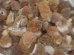 ���Ƥ�Ĺ�Ч������ ���Ƥ����ţƤѢ��ƫ��