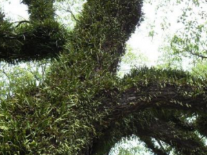 �������Ĺ�Ч���� �������λ����ʪ��ʹ��֢