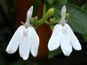 �׺���֥�Ĺ�Ч���� �׺���֥�������ಡ