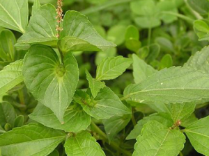 ���ȵĹ�Ч���� ����������׹�Ϳ�����Ѫ