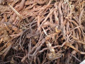 ��ӣ����ɬ��ֹк������ ��ӣ����������������