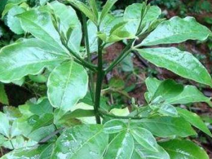 �����Ĺ�Ч������ ������������ɱ���ⶾ����