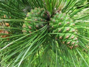 ����Ҷ�����ҩ�ü�ֵ ����Ҷ�����Ƹ�Ѫѹ