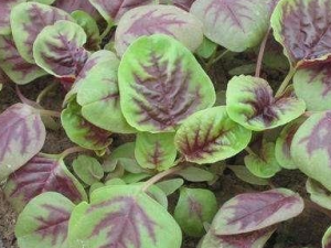 ������б���������� ��ҽ��Щ���������ƿ�����б��