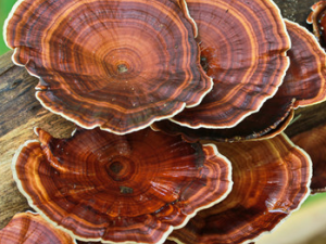 ��֥��ʳ�ü�ֵ����Щ ��֥�Ĺ�Ч����