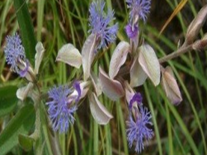 Զ־�Ĺ�Ч������ Զ־�������񲻰�����ʧ��