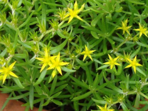 ����ݵĹ�Ч���� ����ݿ��ζ���ҧ��