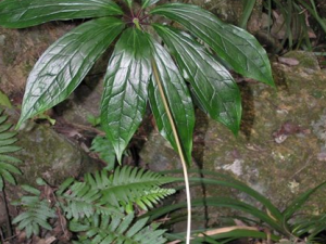 ��Ҷһ֦���Ĺ�Ч������ ��Ҷһ֦���ζ���������ʹ