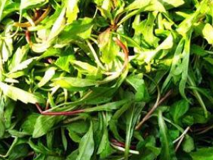 �׶Խ���Ҷ�Ĺ�Ч���� �׶Խ���Ҷ�����������ͨ��