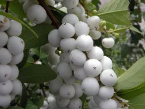 �׷����Ĺ�Ч���� �׷�����