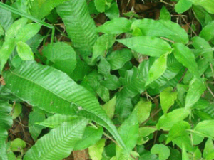 ���˶����ݵĹ�Ч���� ���˶�����ɢ������ֹʹ