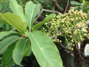 ˮ�̻��Ĺ�Ч���� ˮ�̻�������ȥ��θʪ��