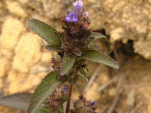 ��ͷ�µĹ�Ч���� ��ͷ������з���