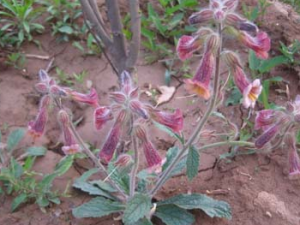 ���ػƵĹ�Ч���� ���ػ������Ȳ��˽�