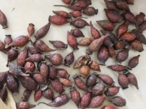 ��ӣ�ӵĹ�Ч���� ��ӣ�ӹ������ι̾�ɬ������ֹк