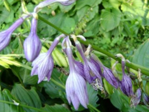 �������Ĺ�Ч���� ��������Ů������ױ���