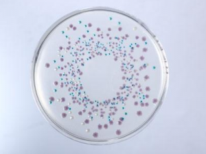 6��ˮ����Ʒ����ֵ�ϸ� �󳦾�Ⱥ�����к�Σ��