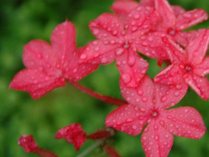 ��ѩ���Ĺ�Ч���� ��ѩ�����¾���ֹ���ڸ�ʹ