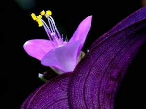 ��Ѽ�ŲݵĹ�Ч���� ��Ѽ�Ų���Ӹ���׶���߽��