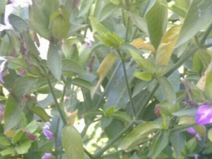 ����ݵĹ�Ч���� �����ֹѪ�ӹ��ε���