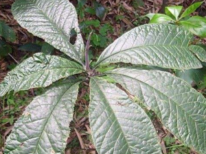 ����̥Ҷ�Ĺ�Ч����  ����̥Ҷ���η�ʪ��ʹ��ע