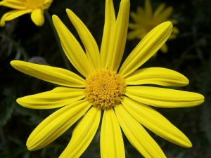 С���Ƽ�����ҩ�Ű����㿹˥��