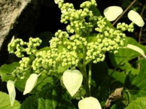 ��ط�����Щ��Ч���� ��ط�