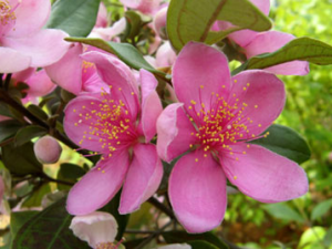 ��ǌ�Ĺ�Ч���� ��ǌ�ɰ�̥�����ڷ�