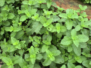 �㻨�˵Ĺ�Ч���� �㻨�˹����������ɢ��