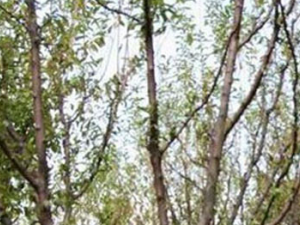 ������Ĺ�Ч���� ��������������÷�