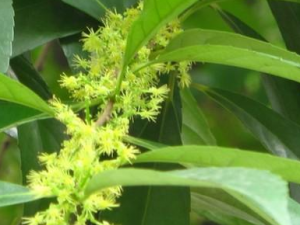 ��ľҶ�Ĺ�Ч���� ��ľҶ�����Ӹ�׷���