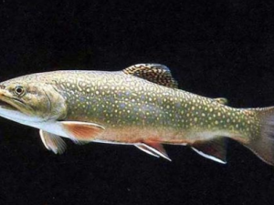 ����Ĺ�Ч���� ������ůθ���еĹ�Ч