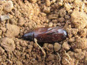 ��ѳ�Ĺ�Ч���� ��ѳ湦��������Ѫ�ⶾ