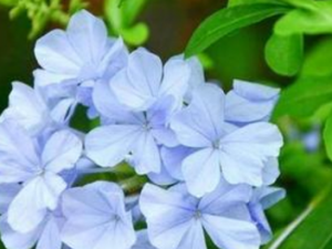 ��ѩ���Ĺ�Ч���� ��ѩ�����¾���ֹ���ڸ�ʹ