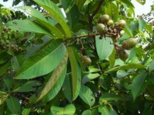 ��ޱҶ�Ĺ�Ч���� ��ޱҶ������