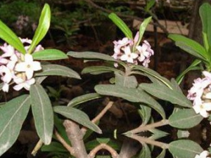 ��˾��Ĺ�Ч���� ��˾�����ڷ�ʪ��ʹ