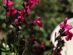 �߾����εĹ�Ч���� �߾�����