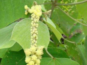 �����ݸ��Ĺ�Ч���� �����ݸ�����֢