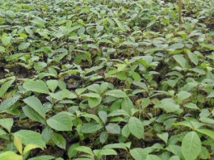 ��骸��Ĺ�Ч���� ��骸��ε�������