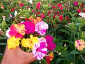 �������ӵĹ�Ч���� �������ӿ�ȥ�������۴�