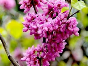 �������Ĺ�Ч���� ���������Ѹ�