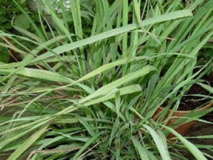 ��é����Щ��Ч���� ��é���������������